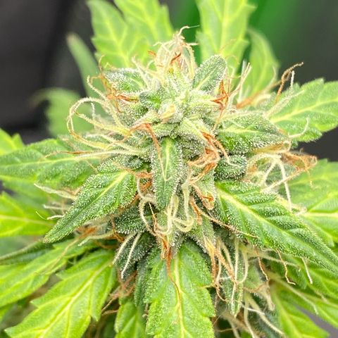 Amnesia Dentista growlog timeline photo