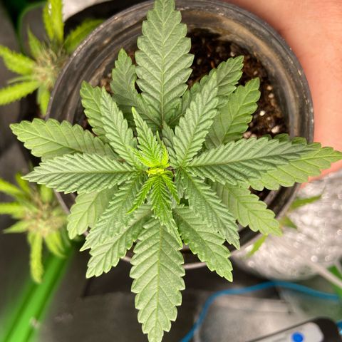 Mamão com Açucar growlog timeline photo