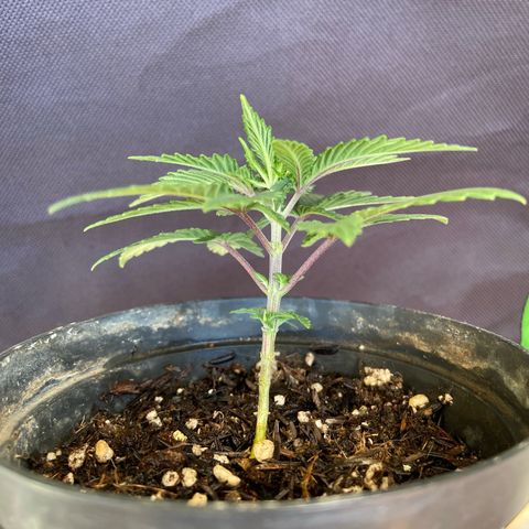 Mamão com Açucar growlog timeline photo