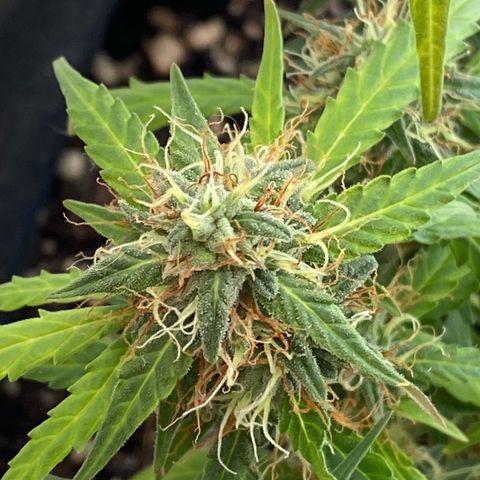 Amnesia Dentista growlog timeline photo