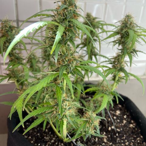 Amnesia Dentista growlog timeline photo