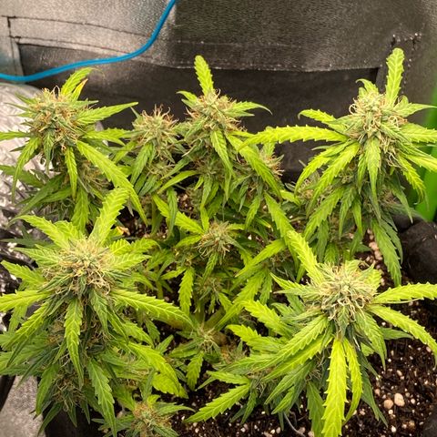 Amnesia Dentista growlog timeline photo