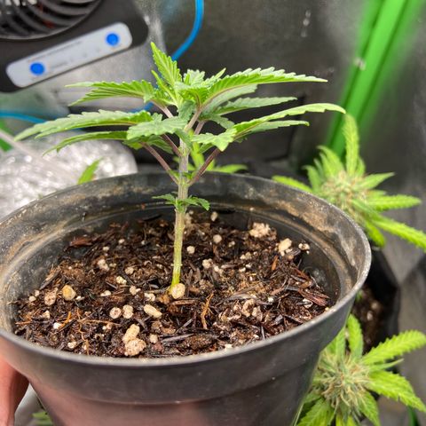Mamão com Açucar growlog timeline photo