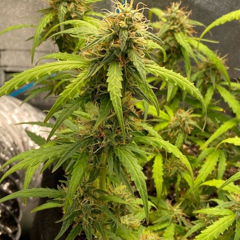 Amnesia Dentista growlog timeline photo