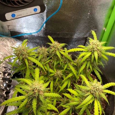 Amnesia Dentista growlog timeline photo
