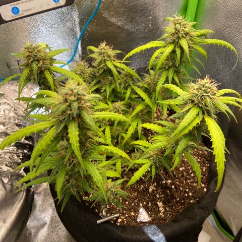 Amnesia Dentista growlog timeline photo