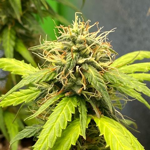 Amnesia Dentista growlog timeline photo