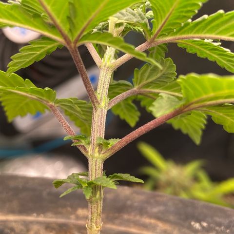 Mamão com Açucar growlog photo: Ainda sem mostrar o sexo