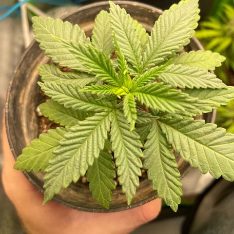 Mamão com Açucar growlog photo: Ainda sem mostrar o sexo