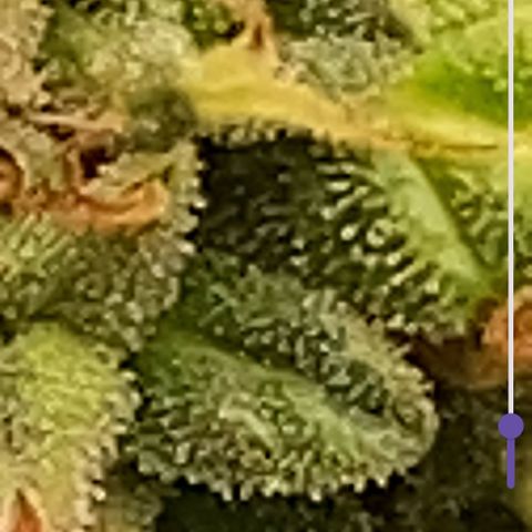 Amnesia Dentista growlog timeline photo