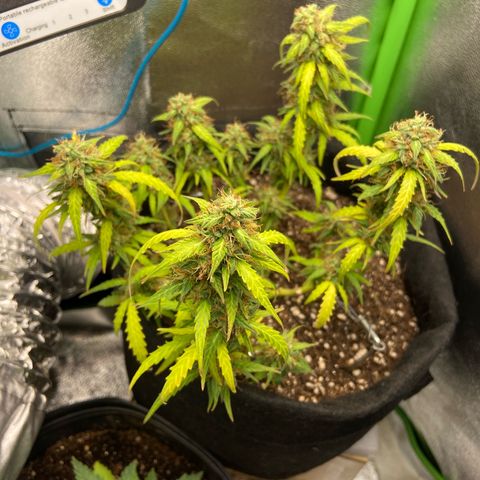Amnesia Dentista growlog timeline photo