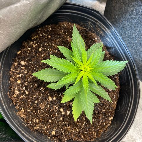 Mamão com Açucar growlog photo: Tranplante feito pra confirmar o sexo