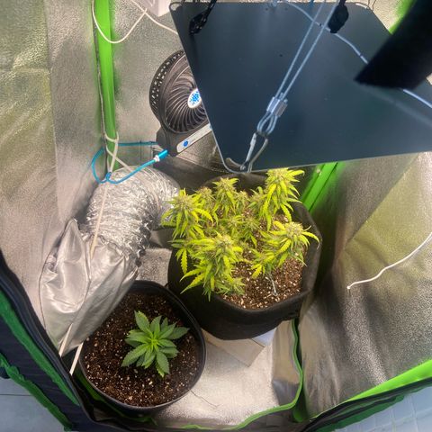 Mamão com Açucar growlog photo: Tranplante feito pra confirmar o sexo