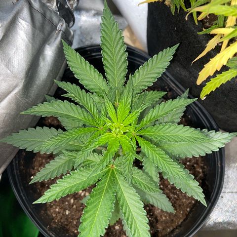 Mamão com Açucar growlog timeline photo