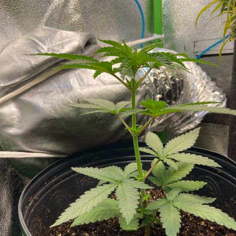 Mamão com Açucar growlog timeline photo
