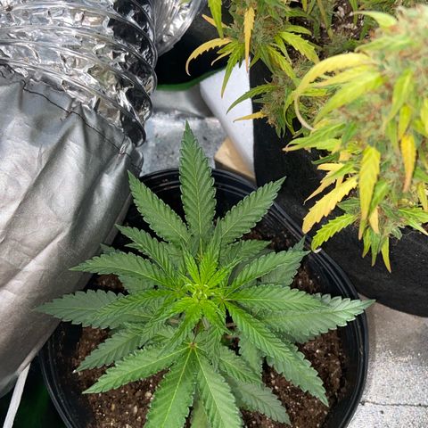 Mamão com Açucar growlog timeline photo