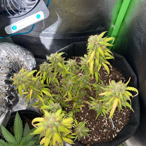 Amnesia Dentista growlog timeline photo