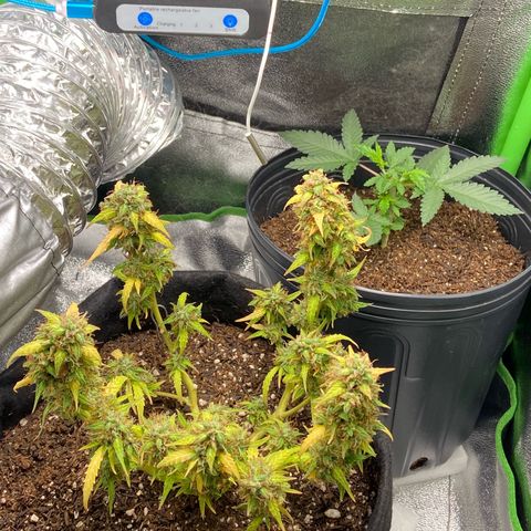 Amnesia Dentista growlog timeline photo