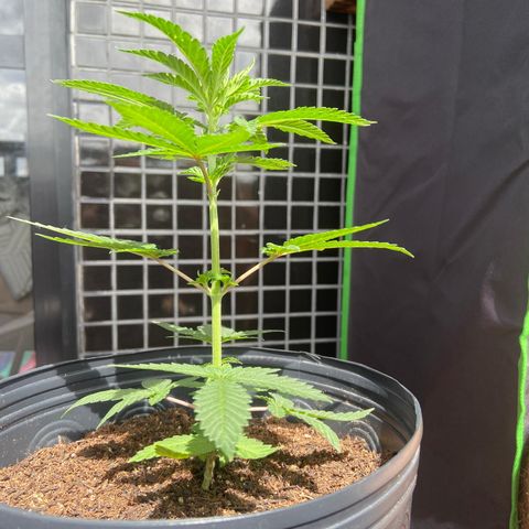 Mamão com Açucar growlog photo: Tirei um clone aproveitando a poda TOP