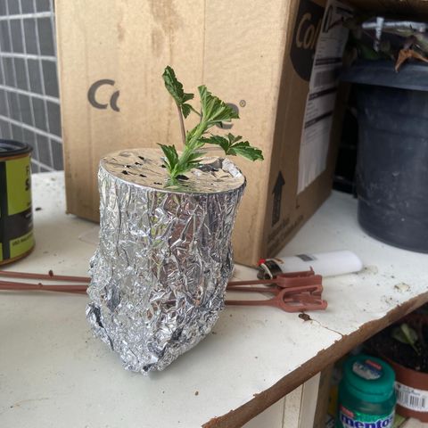 Mamão com Açucar growlog photo: Tirei um clone aproveitando a poda TOP