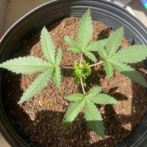 Mamão com Açucar growlog photo: Tirei um clone aproveitando a poda TOP
