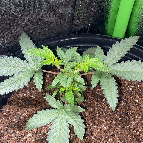 Mamão com Açucar growlog timeline photo