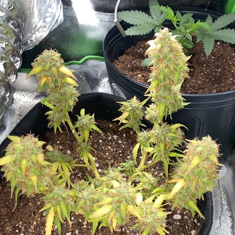 Amnesia Dentista growlog timeline photo