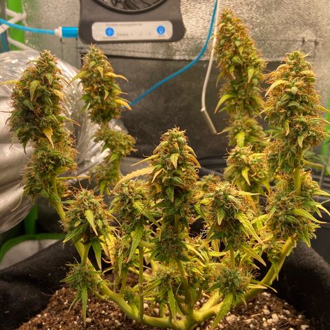 Amnesia Dentista growlog timeline photo