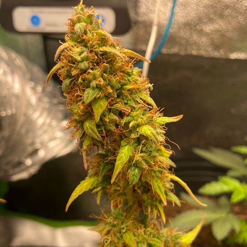 Amnesia Dentista growlog timeline photo