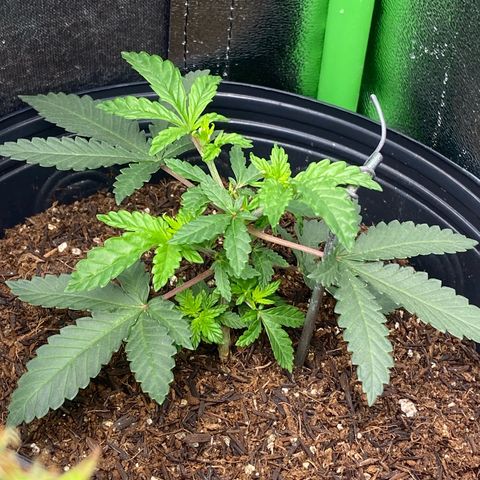 Mamão com Açucar growlog timeline photo