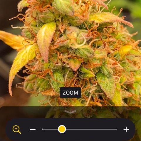 Amnesia Dentista growlog timeline photo