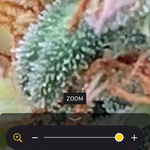 Amnesia Dentista growlog timeline photo