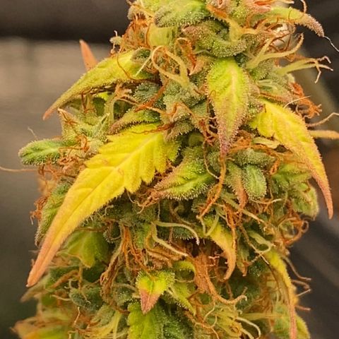 Amnesia Dentista growlog timeline photo