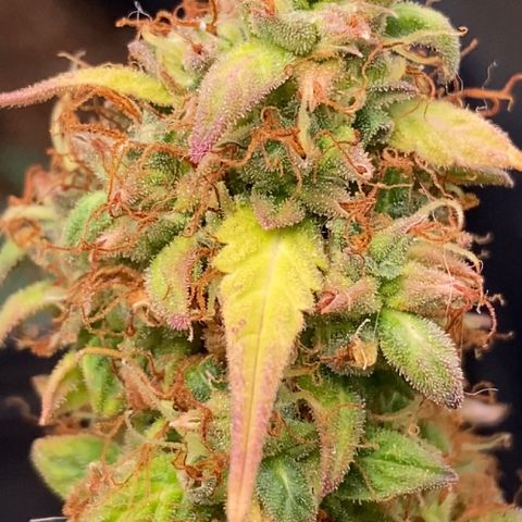 Amnesia Dentista growlog timeline photo
