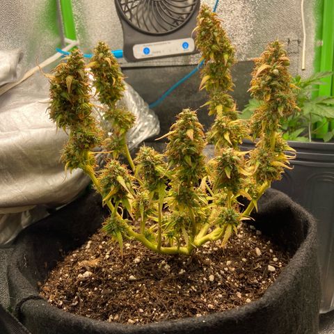 Amnesia Dentista growlog timeline photo