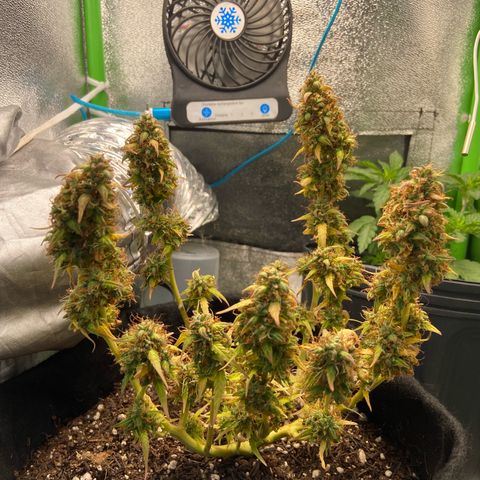Amnesia Dentista growlog timeline photo