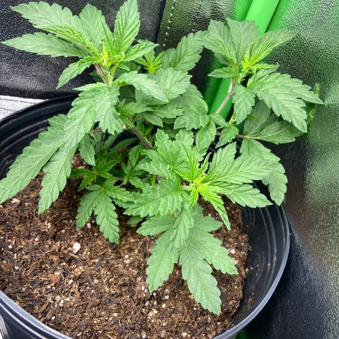 Mamão com Açucar growlog timeline photo