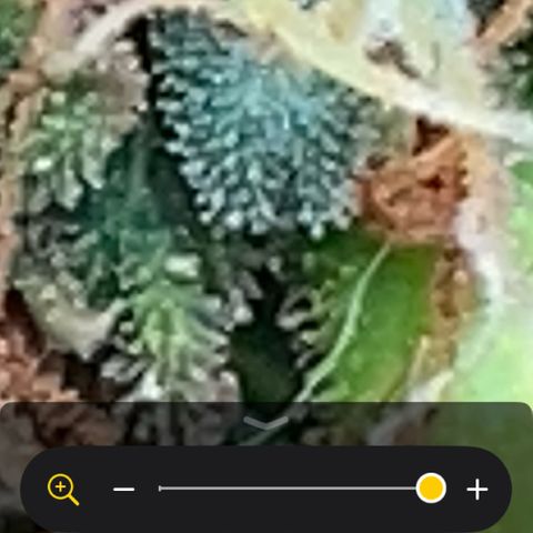 Amnesia Dentista growlog timeline photo