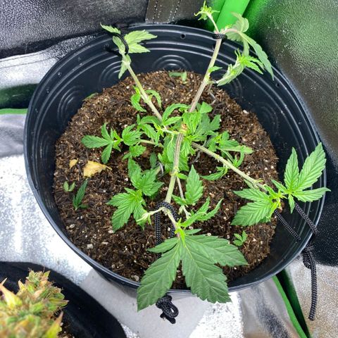 Mamão com Açucar growlog photo: Podas top e amarras