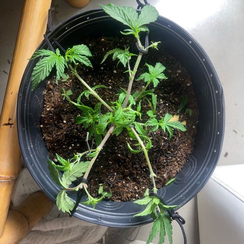Mamão com Açucar growlog photo: Podas top e amarras