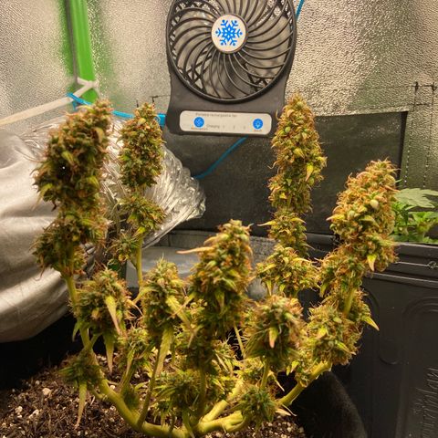 Amnesia Dentista growlog timeline photo
