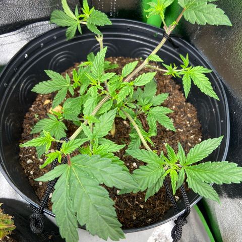 Mamão com Açucar growlog timeline photo