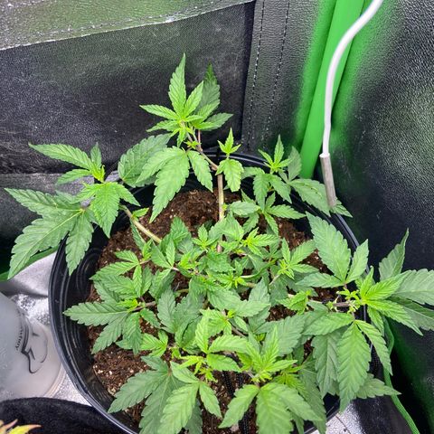 Mamão com Açucar growlog timeline photo