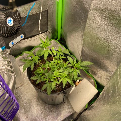 Mamão com Açucar growlog timeline photo
