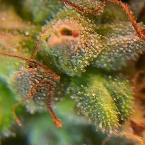 Amnesia Dentista growlog timeline photo