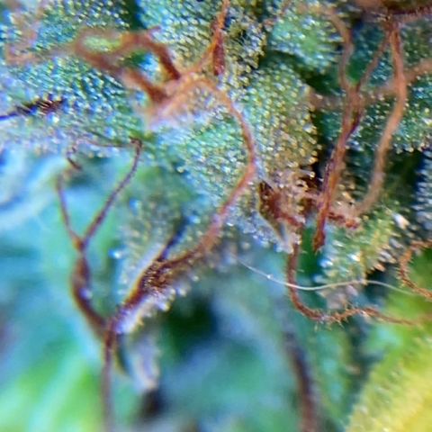Amnesia Dentista growlog timeline photo