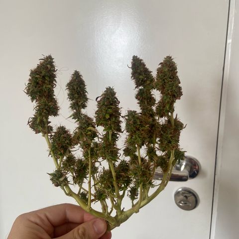 Amnesia Dentista growlog timeline photo