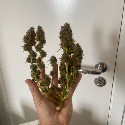 Amnesia Dentista growlog timeline photo
