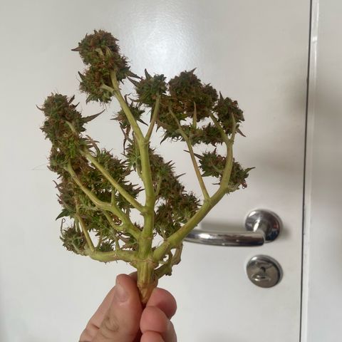 Amnesia Dentista growlog timeline photo