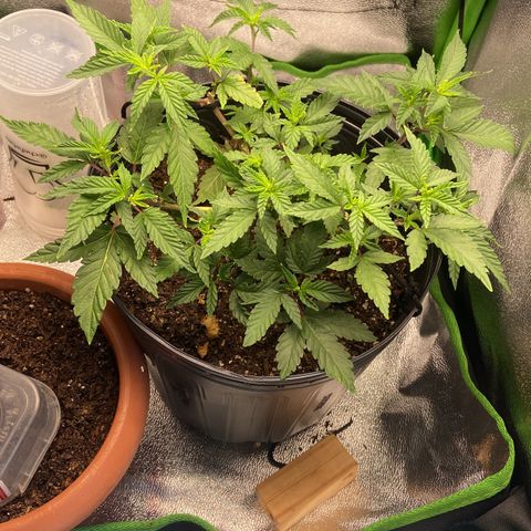 Mamão com Açucar growlog timeline photo